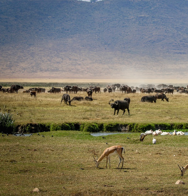 Ngorongoro-Conservation-Area-Impala-and-Buffalo