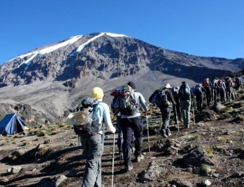 Ultimate Guide to Planning a Tanzania Safari — What You Need to Know Before You Go