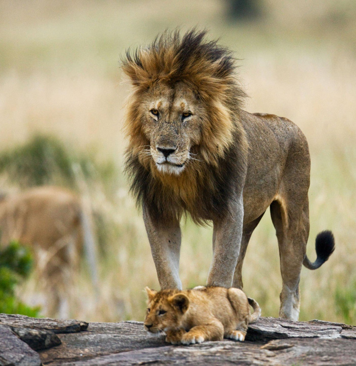 Wildlife safari