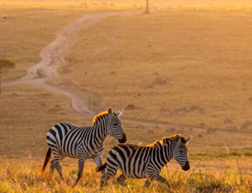The Ultimate Safari to Tanzania: A Journey into the Heart of the Wild